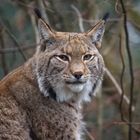 Luchs 6