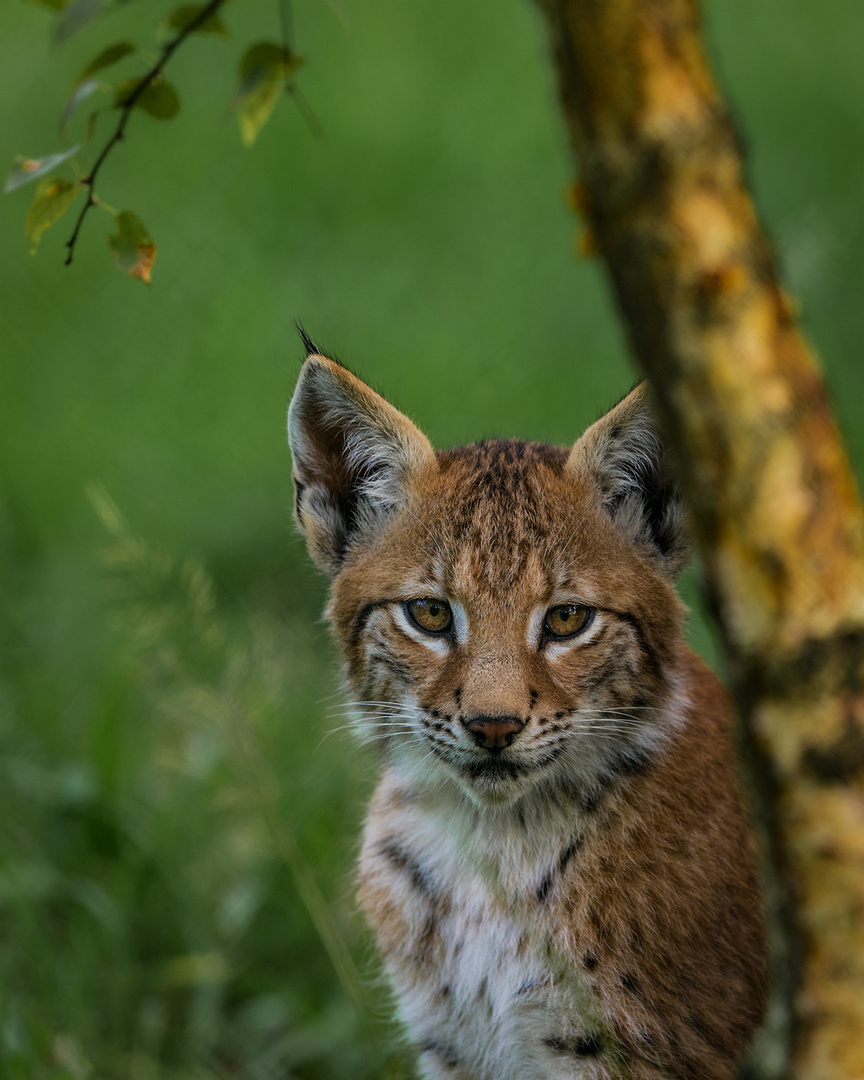 "Luchs"