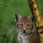 "Luchs"