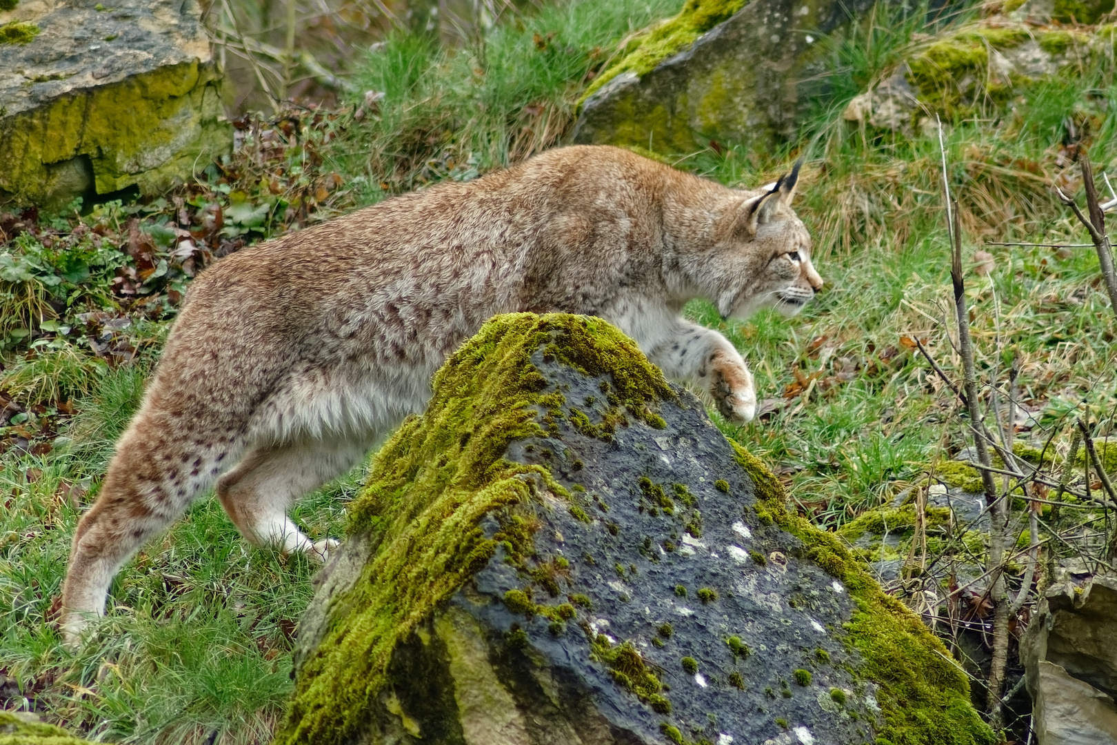 Luchs   