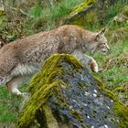 Luchs   