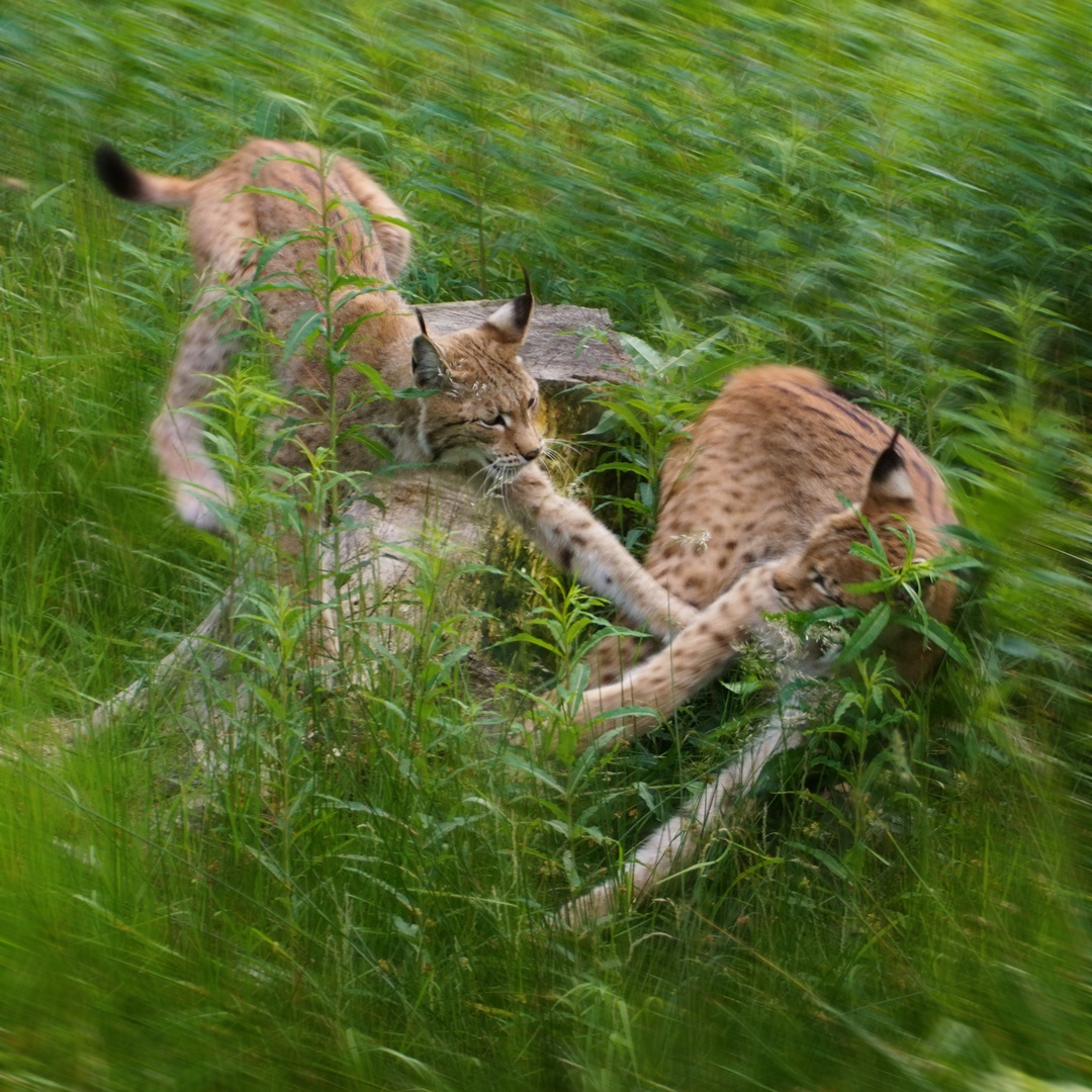 Luchs