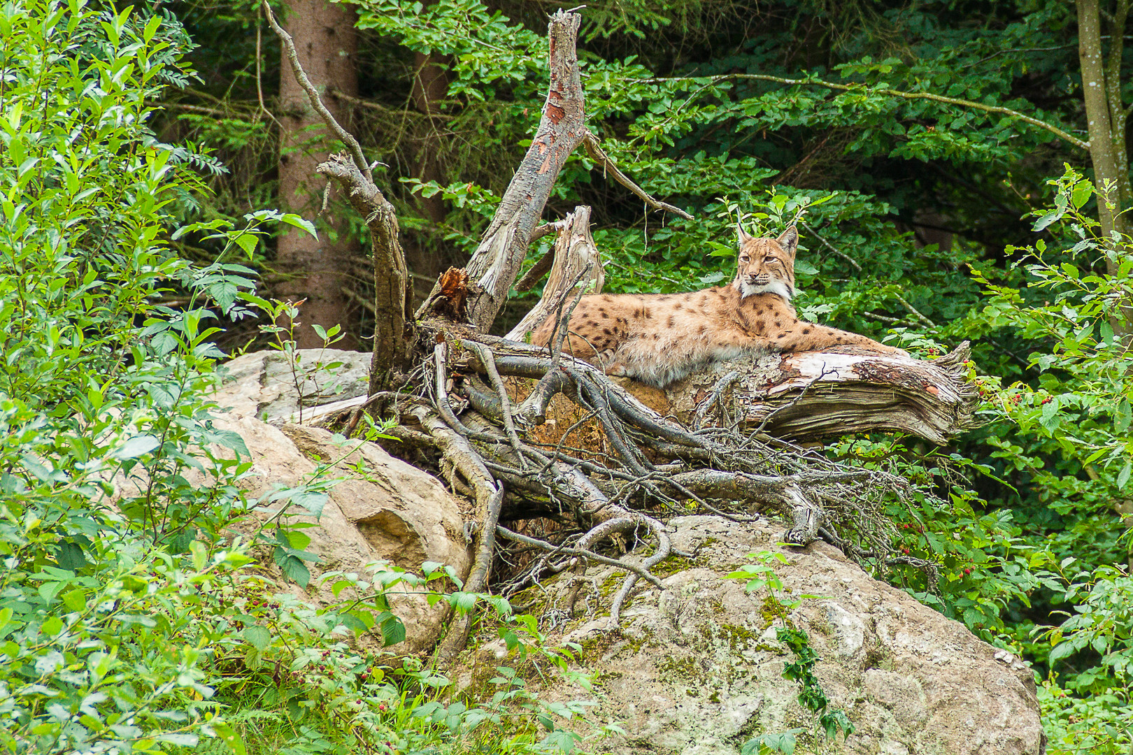 Luchs