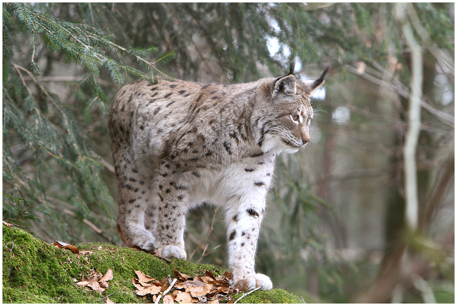 Luchs