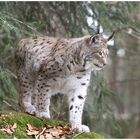 Luchs