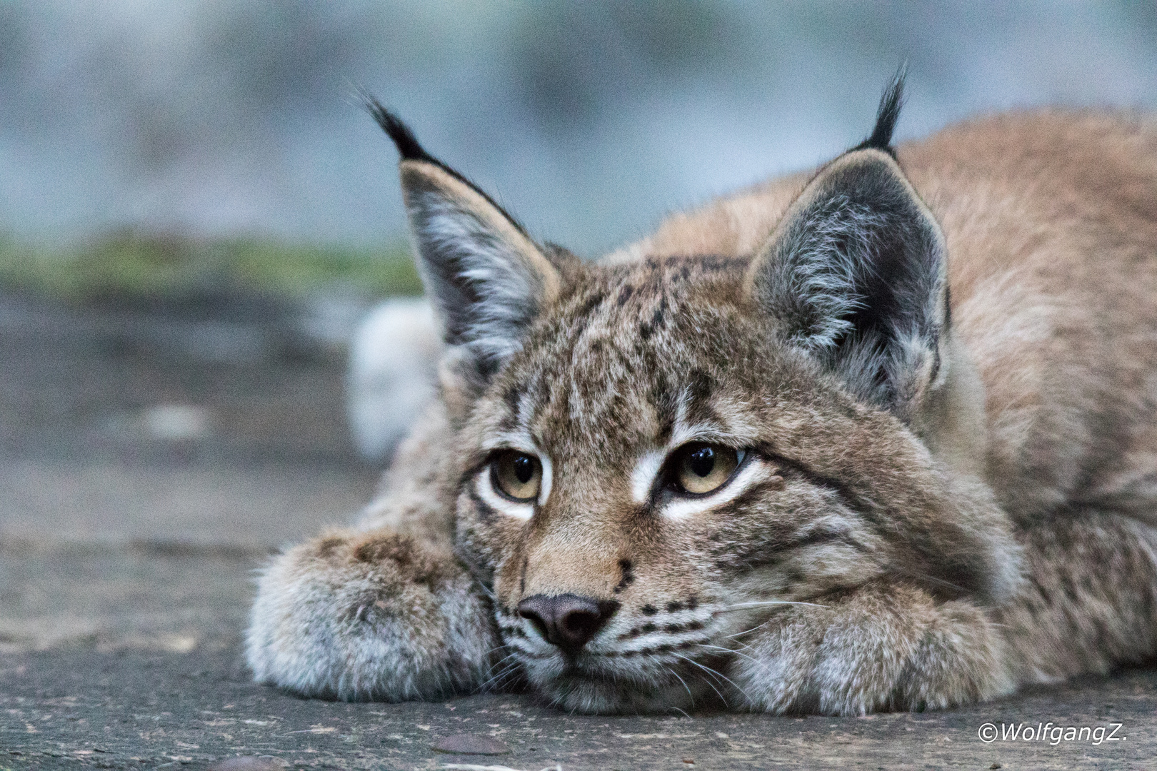 Luchs