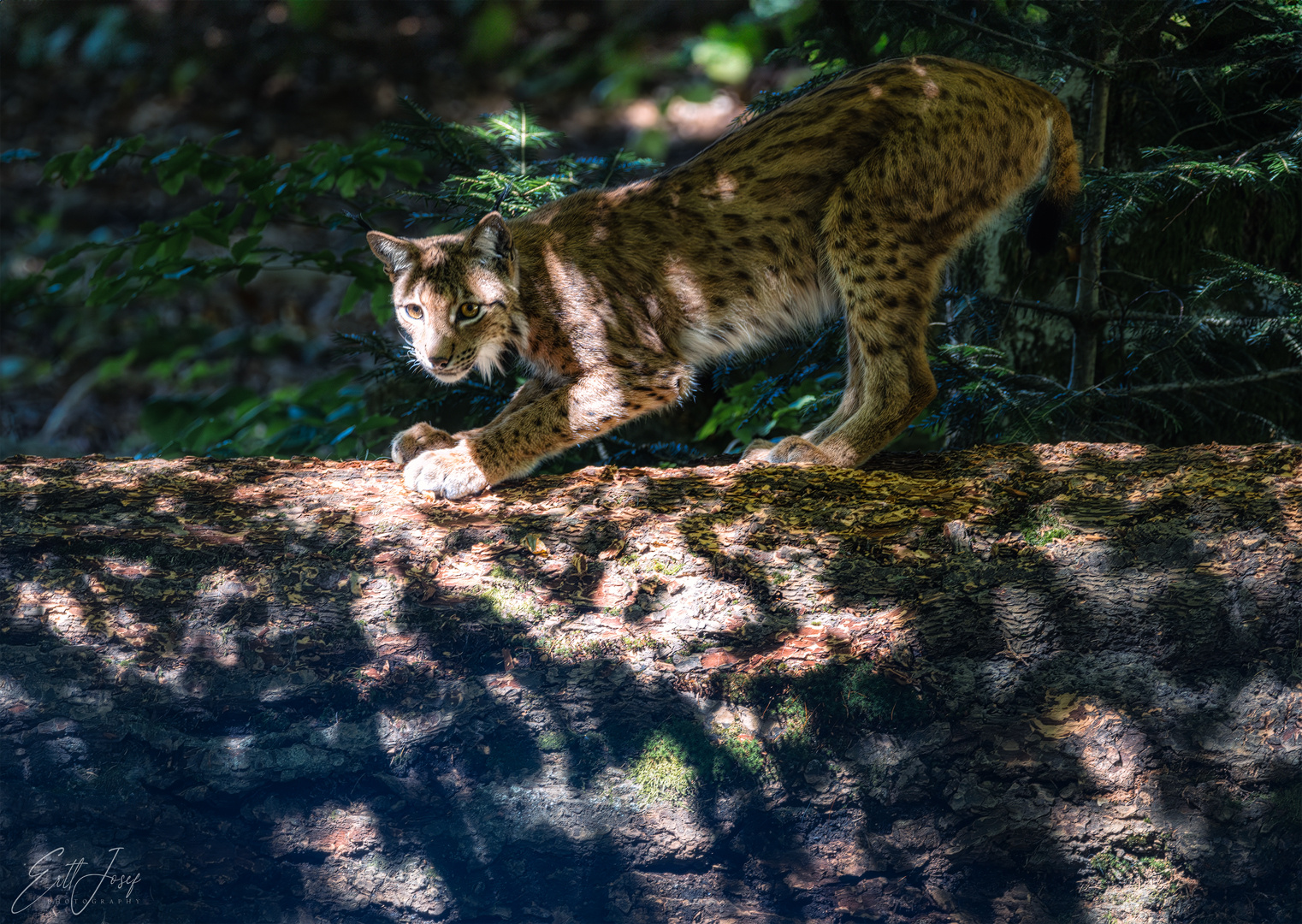 Luchs