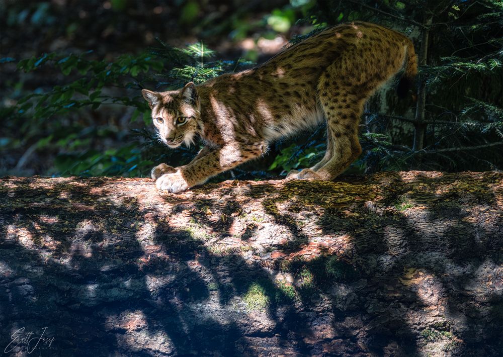 Luchs