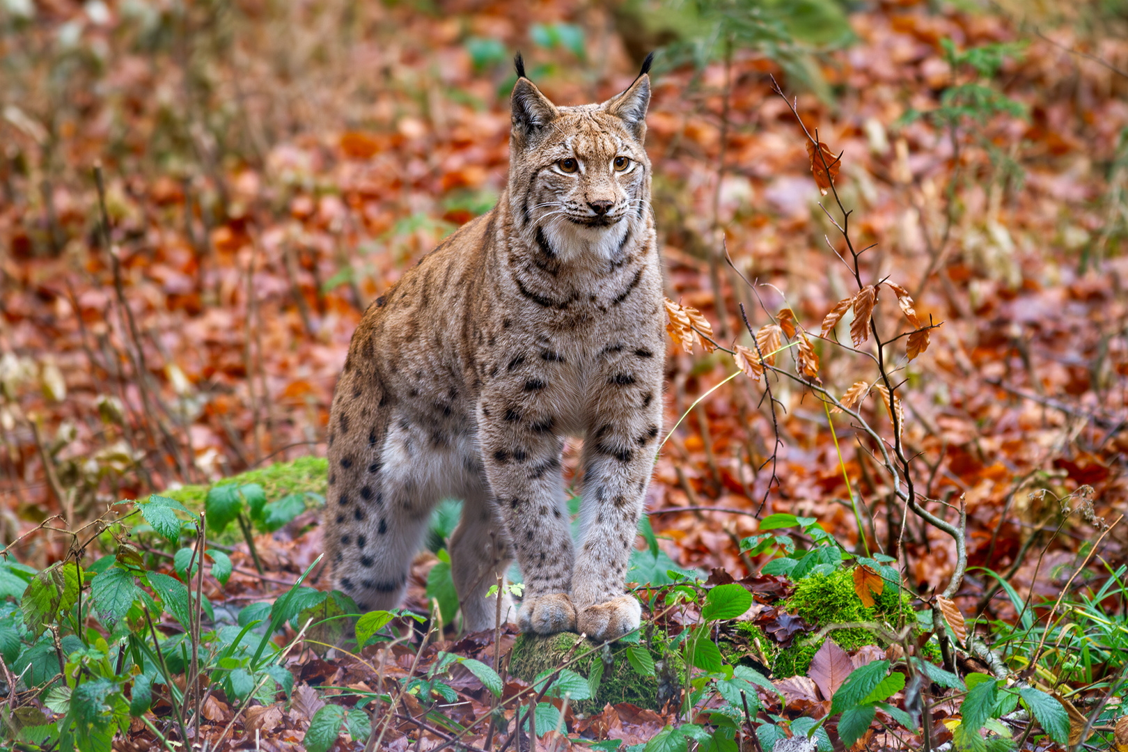 Luchs