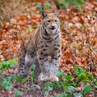 Luchs