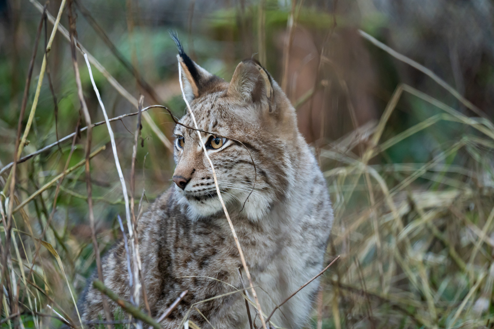 Luchs