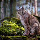 Luchs