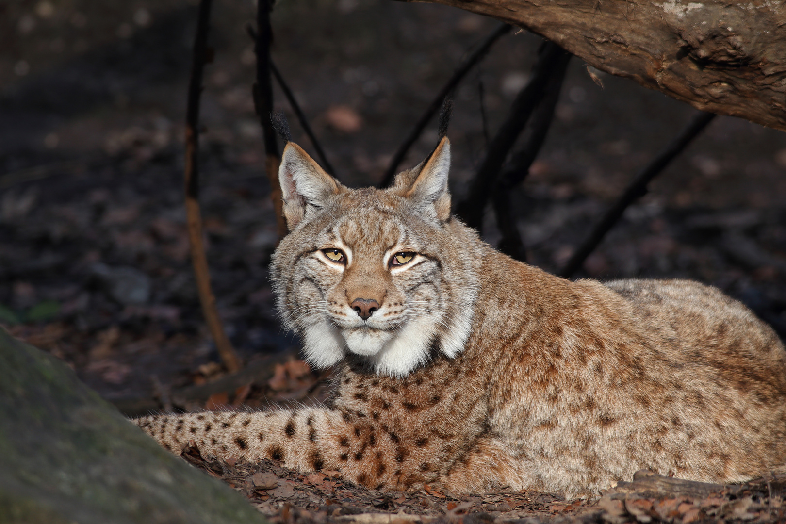 Luchs