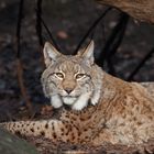 Luchs