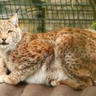 Luchs