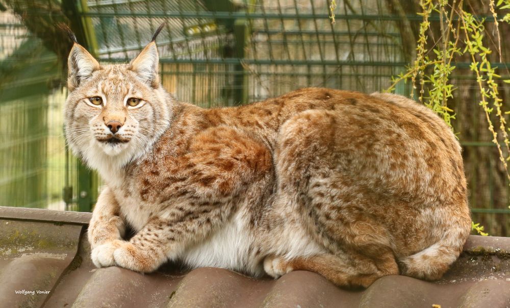 Luchs