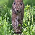 Luchs