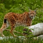 Luchs