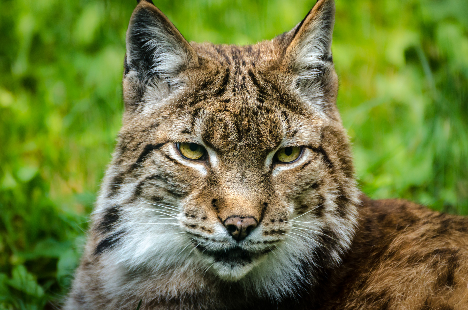 Luchs