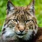 Luchs