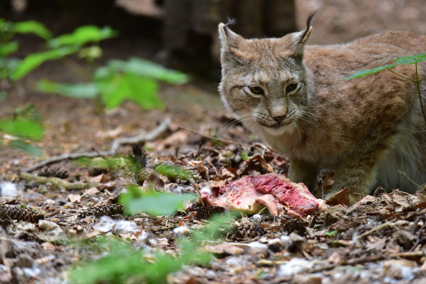 Luchs