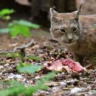 Luchs