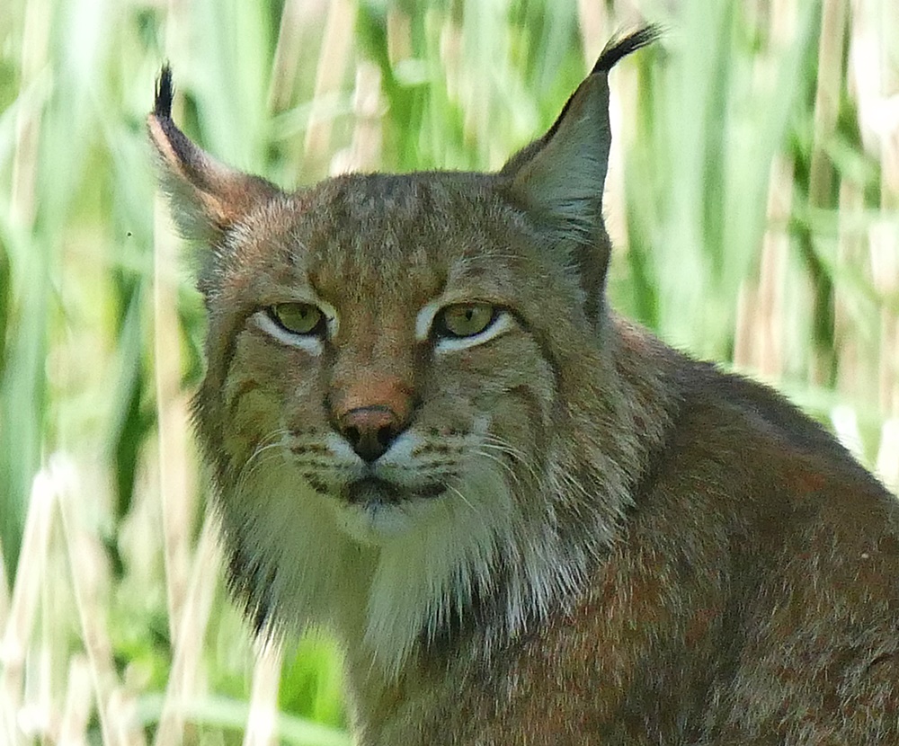 Luchs!