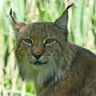 Luchs!