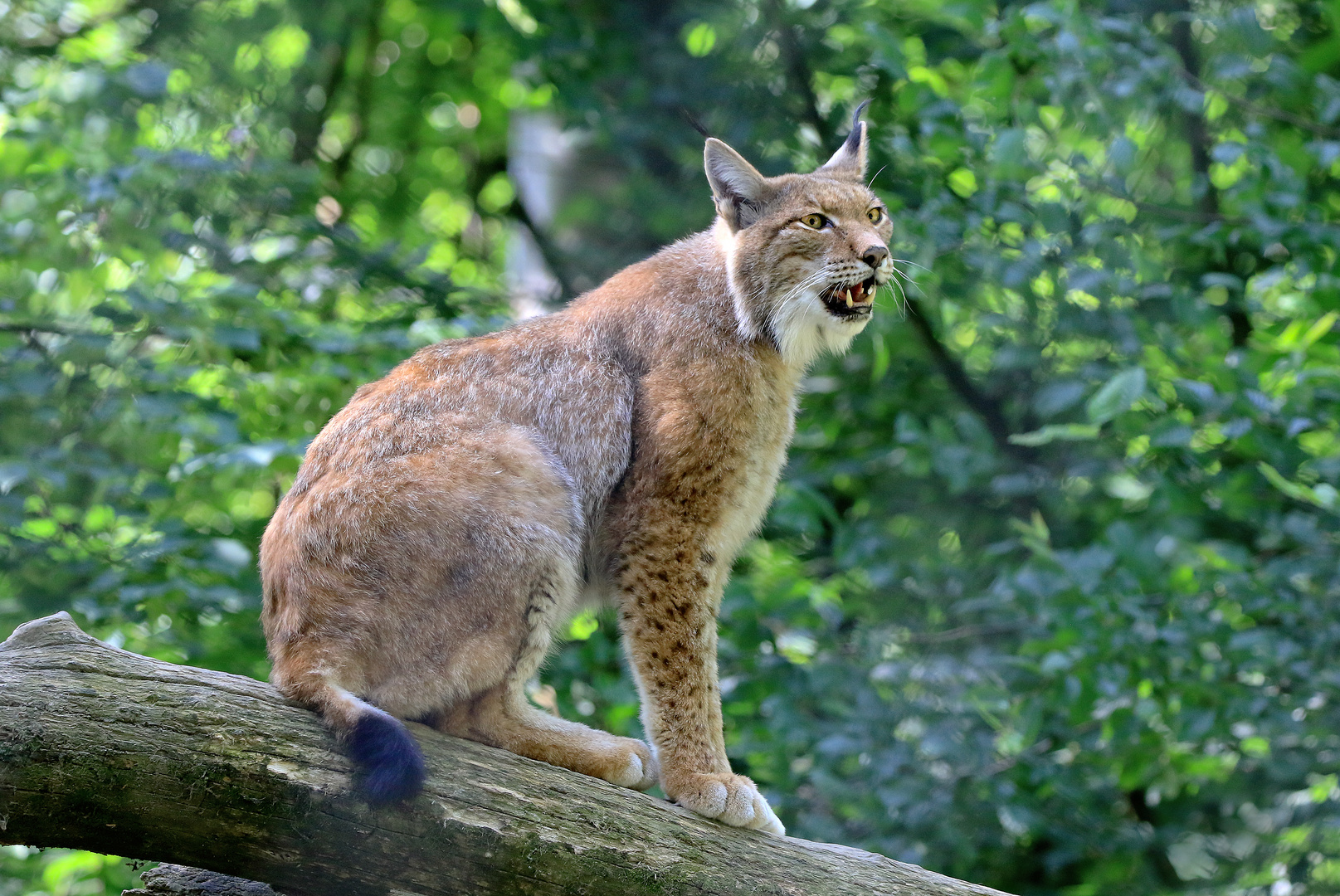 Luchs