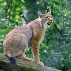 Luchs