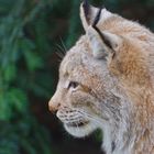 Luchs