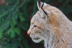 Luchs