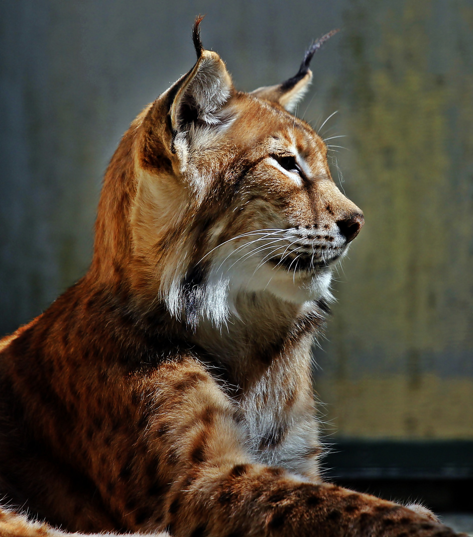 Luchs