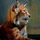 Luchs