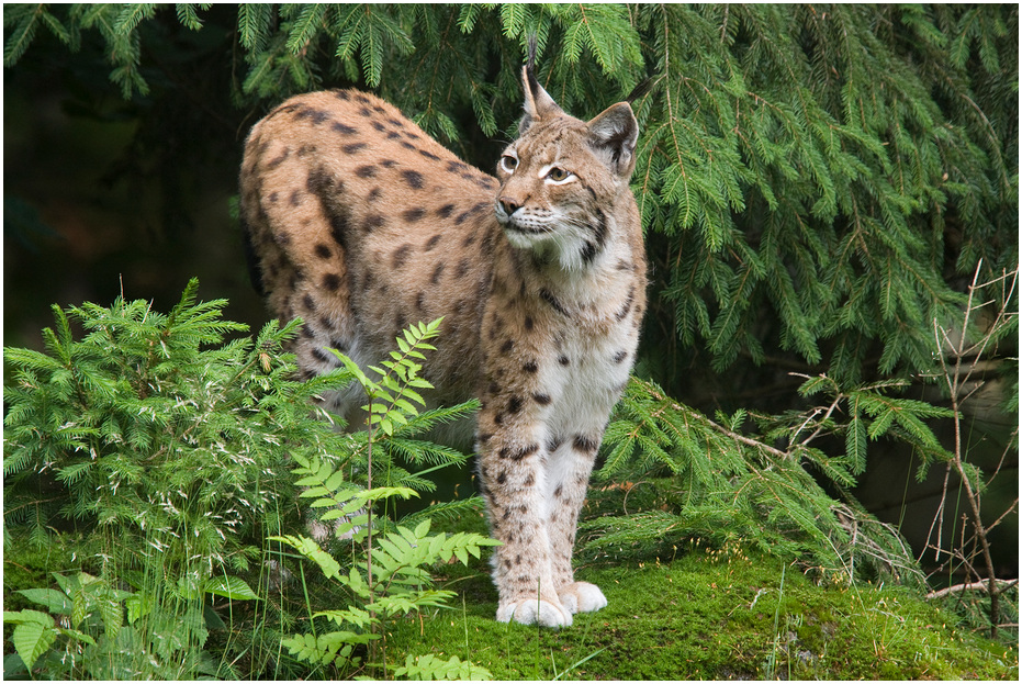 Luchs