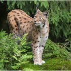 Luchs