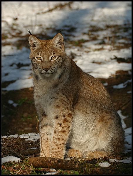 Luchs