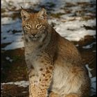 Luchs