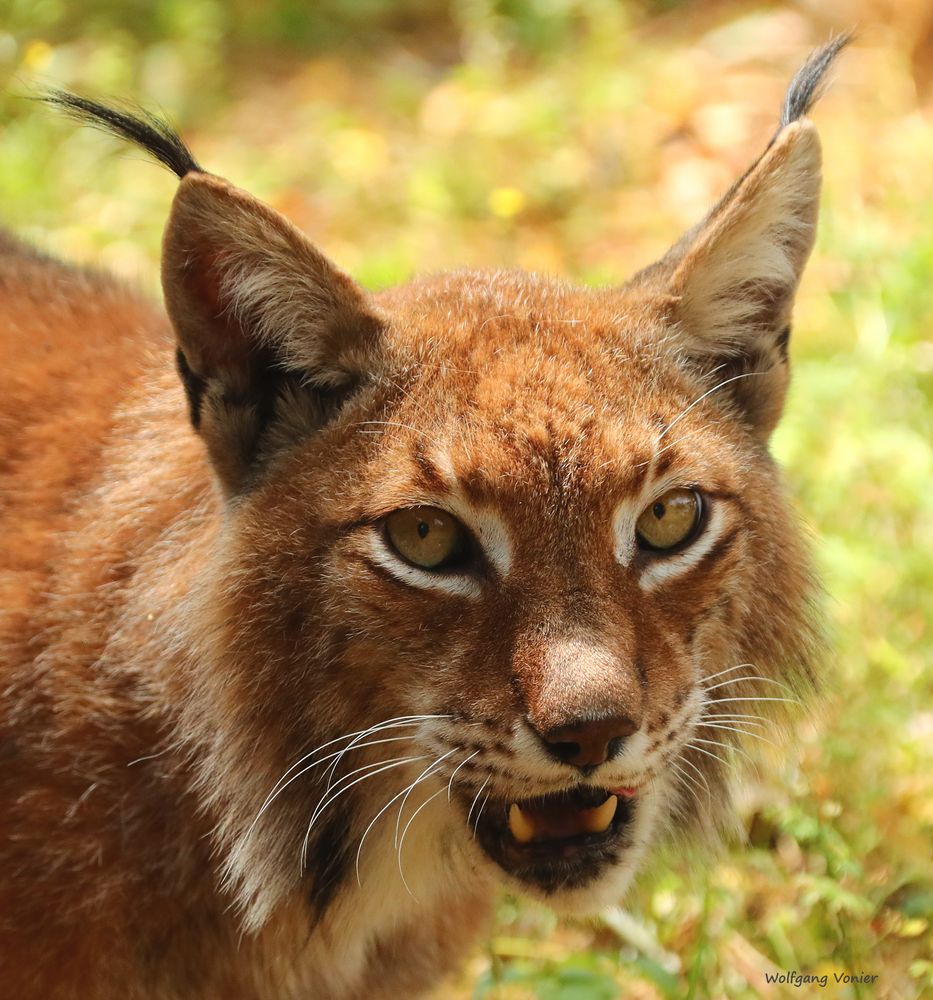 Luchs