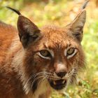 Luchs