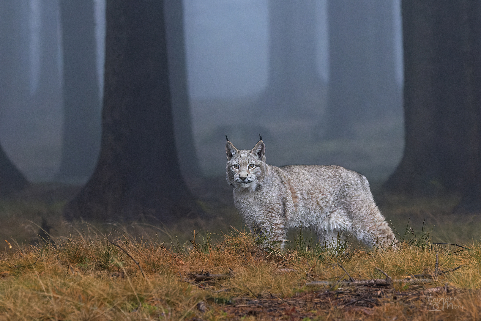 Luchs