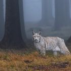 Luchs