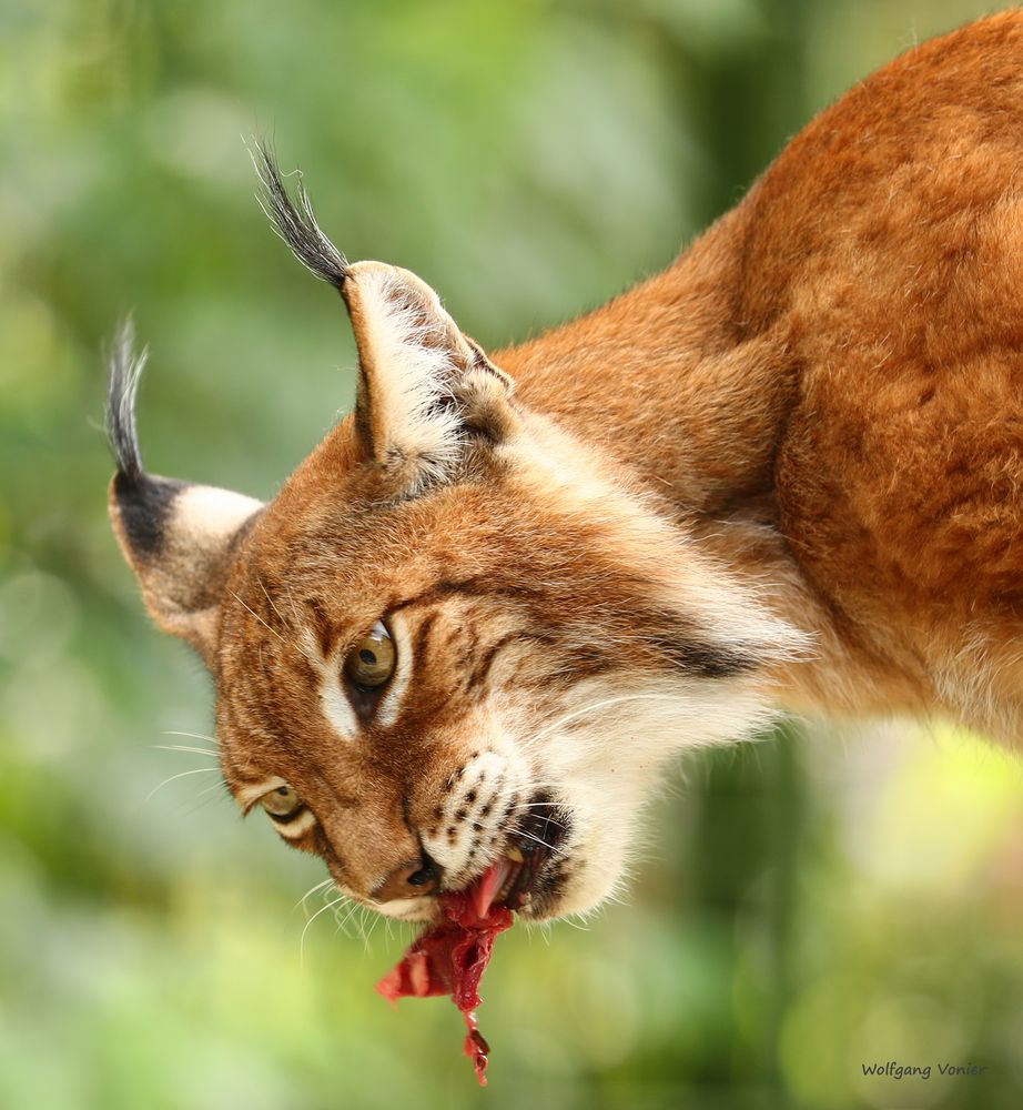 Luchs