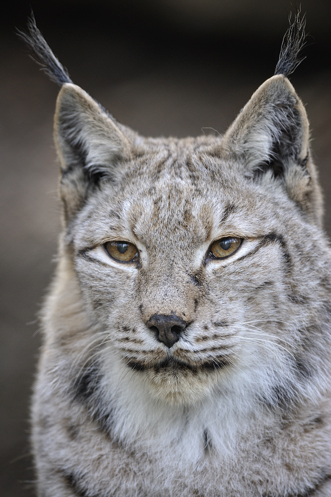 Luchs