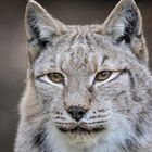 Luchs