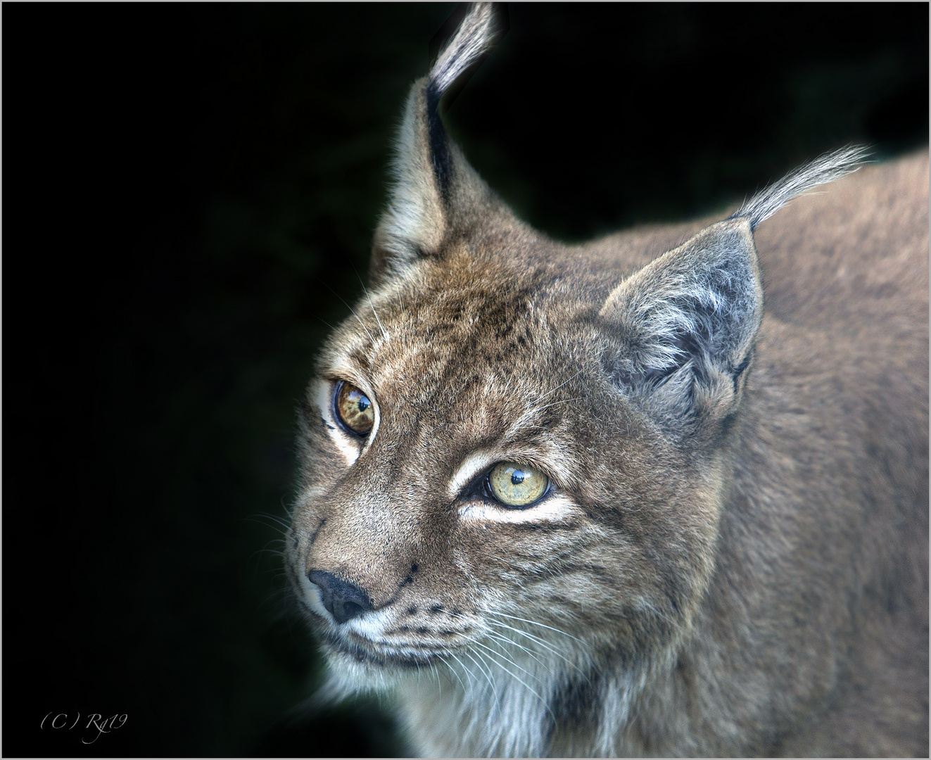 luchs