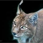 luchs