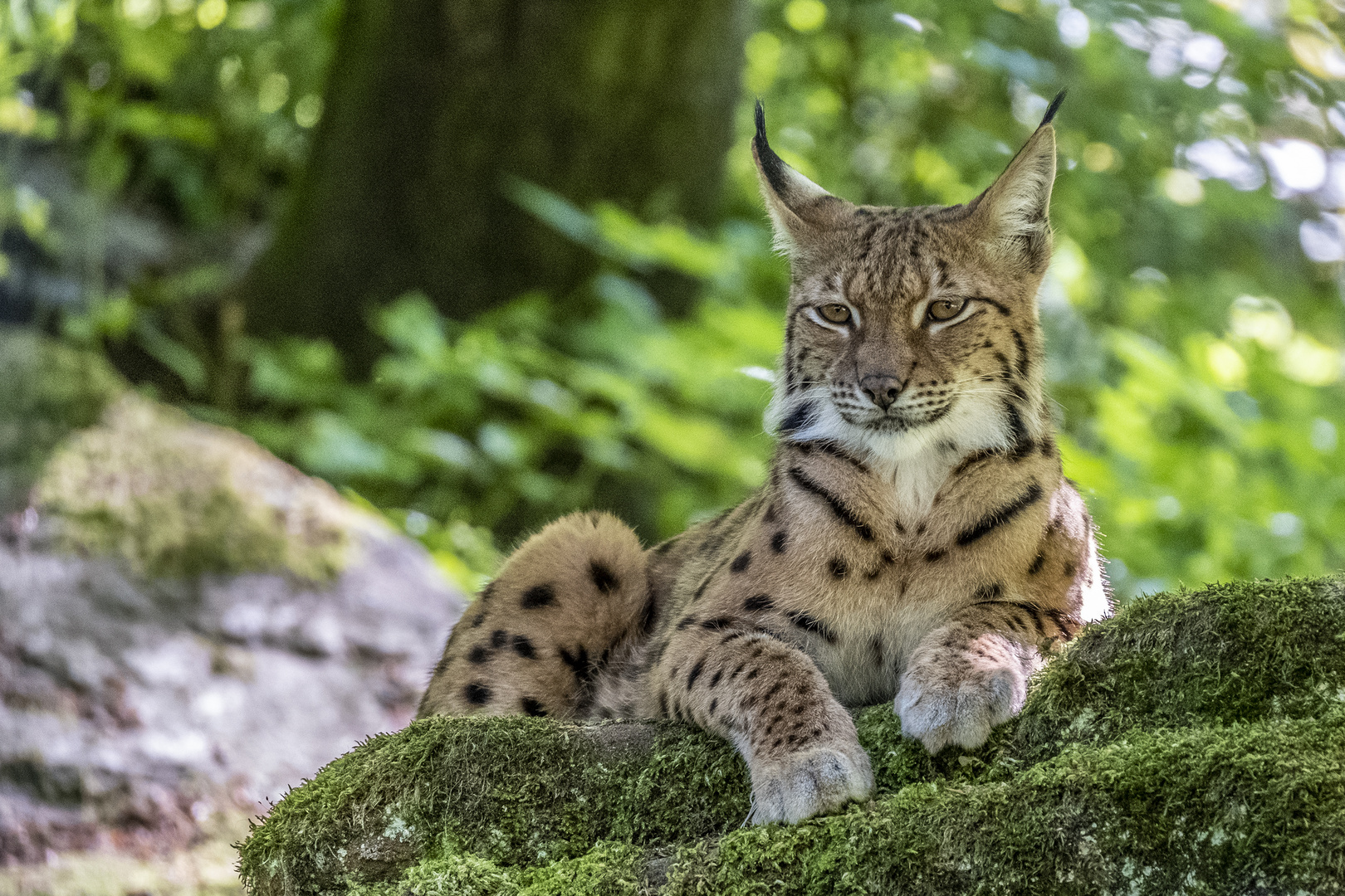 Luchs Foto & Bild | zoo, tiere, säugetiere Bilder auf fotocommunity