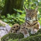 Luchs