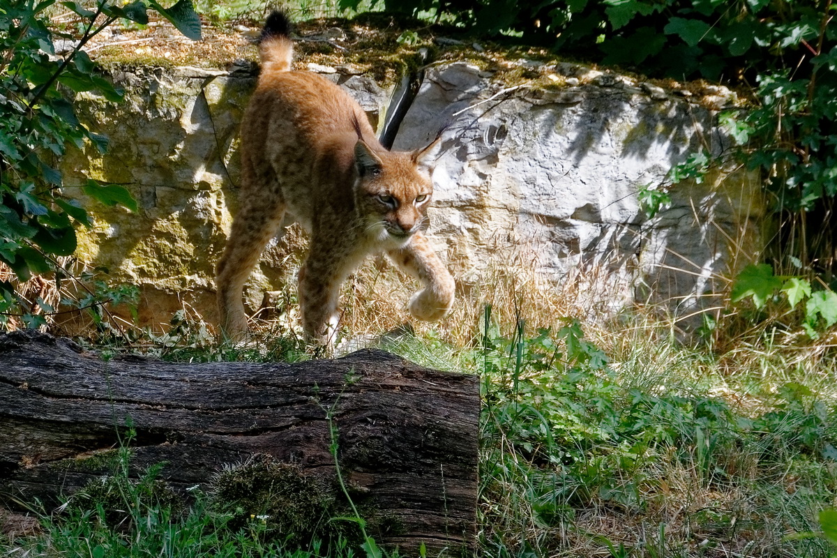 Luchs